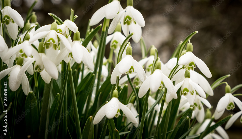Snowdrops in flower in spring Snowdrops in flower in spring