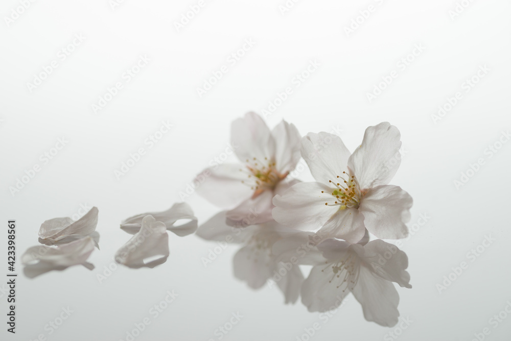 Fototapeta premium 桜の花びら