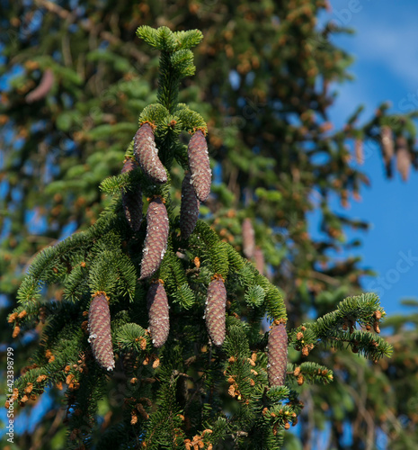 Square photo of fir cones hanging from branches on evergreen tree. Nature design