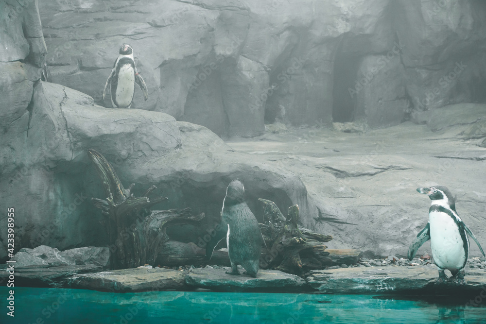 Fototapeta premium Pingwiny przy jeziorze
