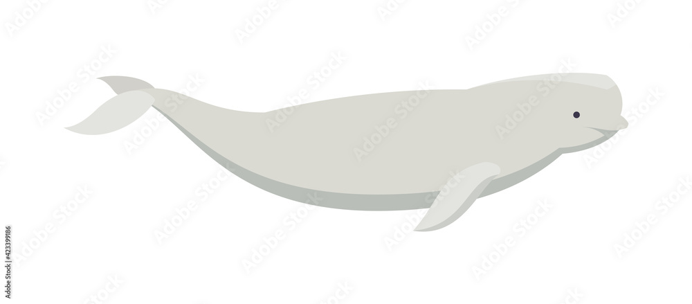 Flat beluga whale. Vector illustration