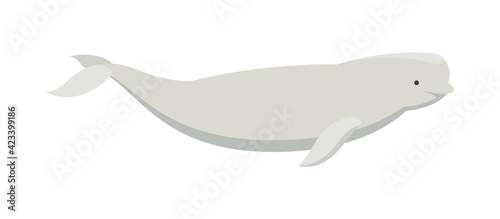 Fényképezés Flat beluga whale. Vector illustration