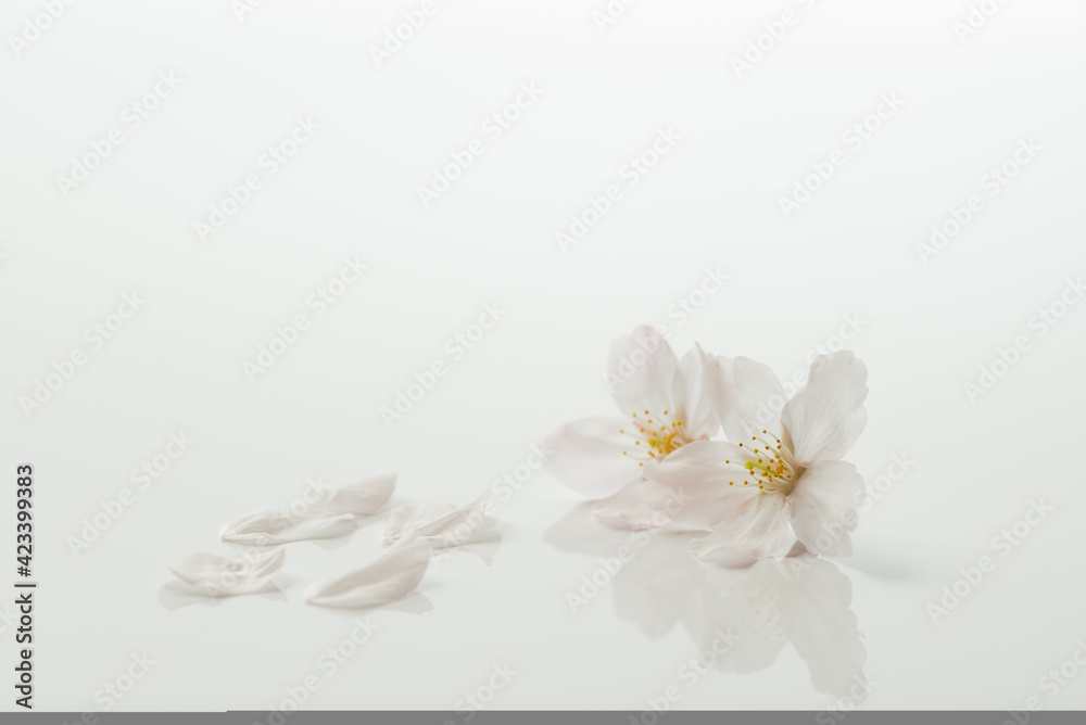 桜の花びら 桜の花びら