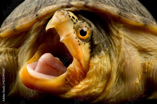 Narrow-bridged musk turtle (Claudius angustatus) photo