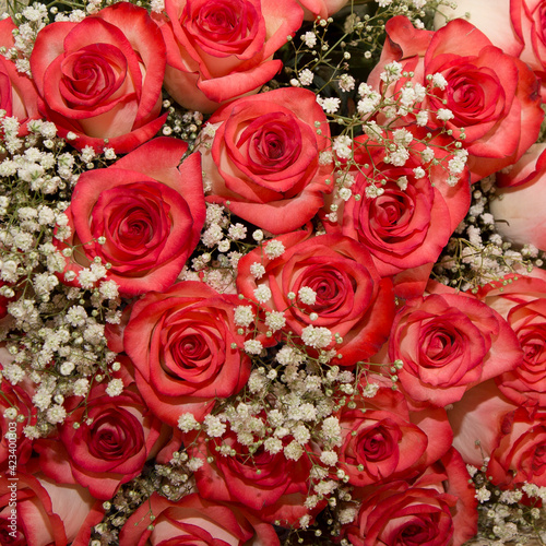 Bouquet of red roses for background.  Square natural pattern. Close-up of flower wall