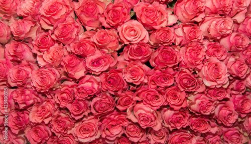 Pink rose background. Natural horizontal pattern. Flower wall. Close-up of huge bouquet