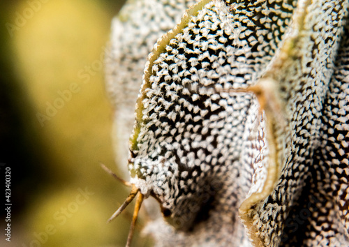  Macrofotografía de un cactus