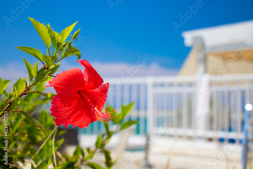 Portrait picture of Hibiscus with Okinawa cityscape in Okinawa, Naha, Japan