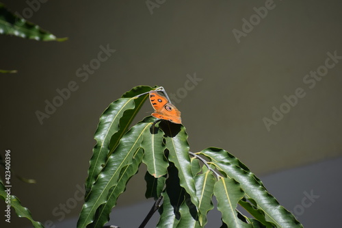 Beautiful orange butterfly on green leaf
