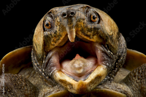 Big headed turtle (Platysternon megacephalum)