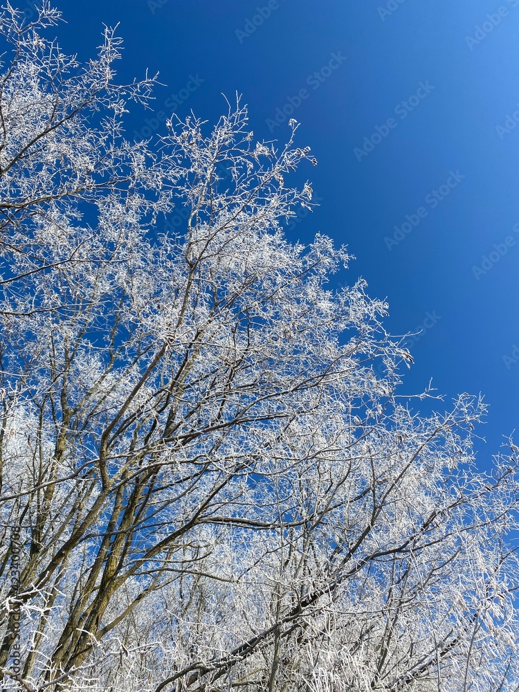 Berlin Winter Wonderland Park Snow Branches