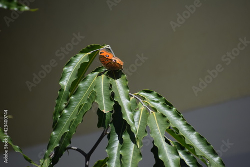 Beautiful orange butterfly on green leaf