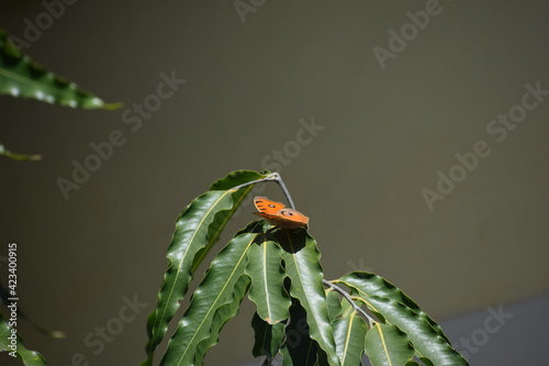 Beautiful orange butterfly on green leaf