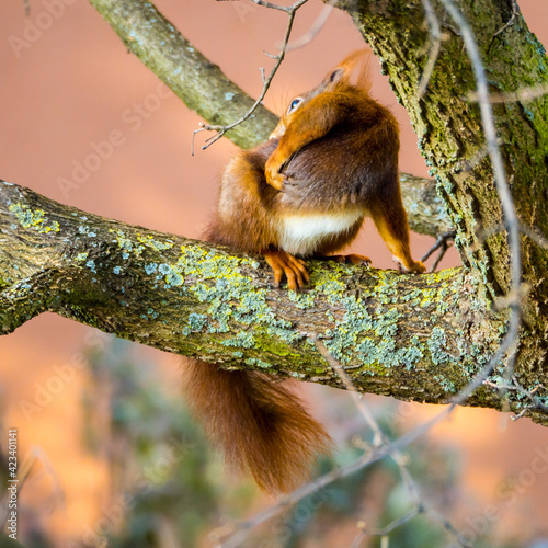 Squirrel sits on a tree and scrathes its back, close up, blurred background photo