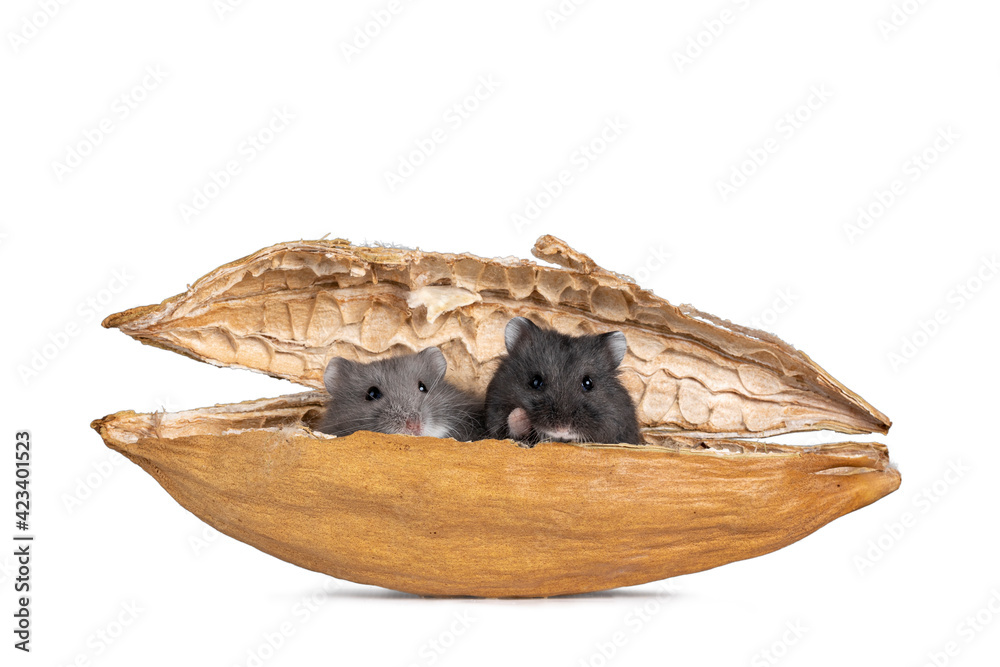 Obraz premium Cute black and blue baby Campbelli hamsters, sitting in dried kapok fruit shell. Looking naughty over edge towards camera. Isolated on white background.