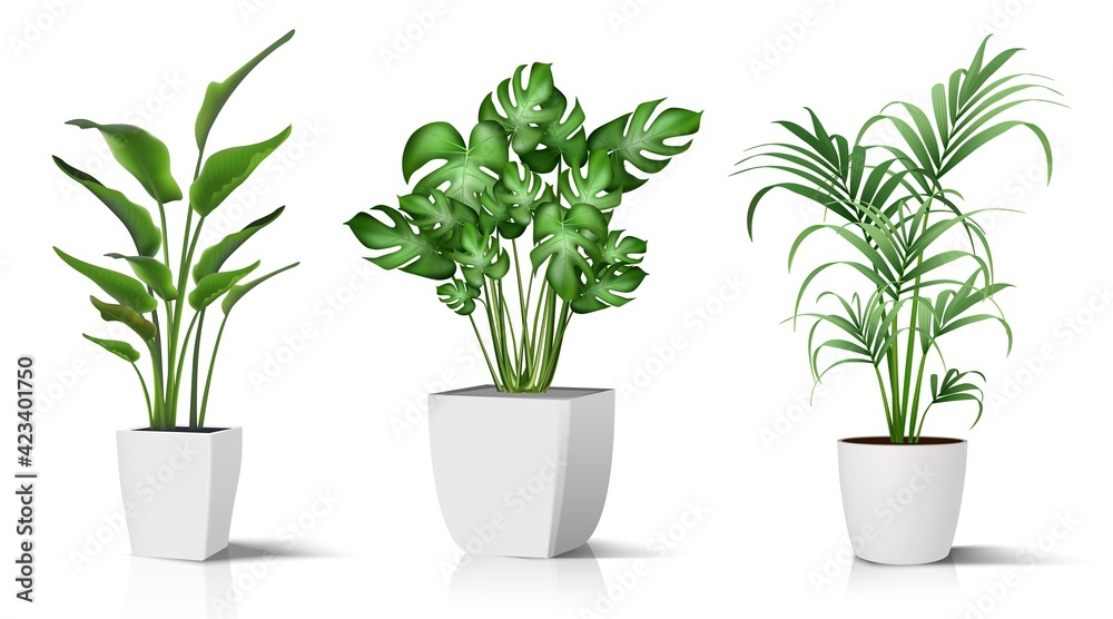 Collection of 3d realistic vector icon illustration potted plants for the interior. Isolated on white background.