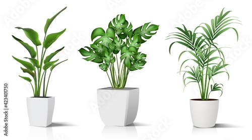 Tela Collection of 3d realistic vector icon illustration potted plants for the interior