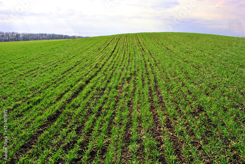 Field of green wheat (rye) rows on the hill, edge of oak trees line in horizon, cloudy sunny sky, spring in Ukraine