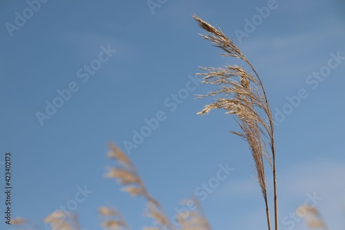 A close up of golden reed against the blue sky on a wonderful sunny day. Lots of copy-space.