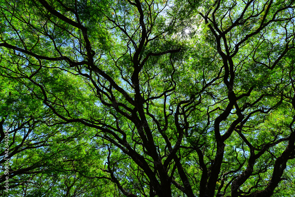 Vein like silhouette of the branches and leaves of a big tree in the city of Salta, Argentina Vein like silhouette of the branches and leaves of a big tree in the city of Salta, Argentina