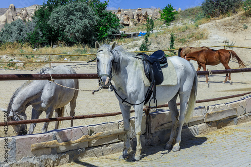Cappadocia, Turkey - September 26, 2020: Horse-riding for Tourists near the Goreme town