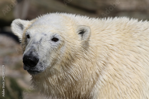 Nahaufnahme Eisbär © Peter