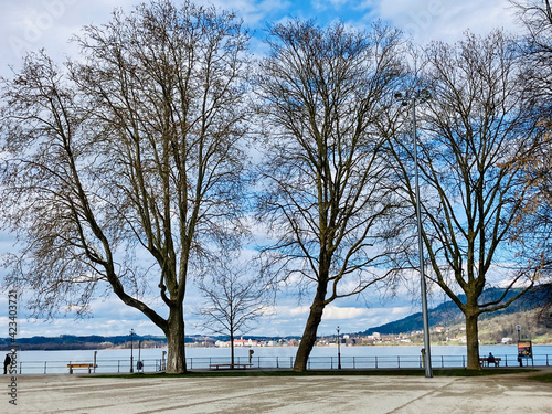 trees in sprintime