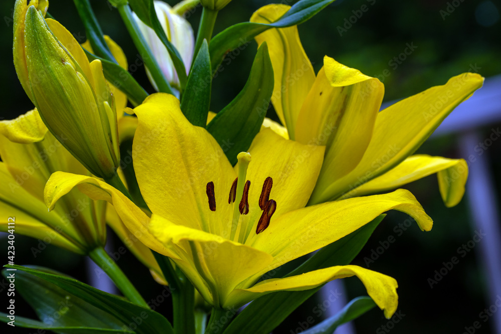 The yellow lilies thrive in this Missouri flower bed and make a bright cheery addition to any outdoor or indoor setting. Bokeh effect. The yellow lilies thrive in this Missouri flower bed and make a bright cheery addition to any outdoor or indoor setting. Bokeh effect.