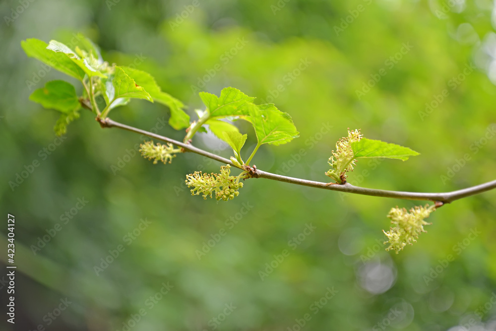 Black mulberry flowering (Morus nigra L.) Black mulberry flowering (Morus nigra L.)