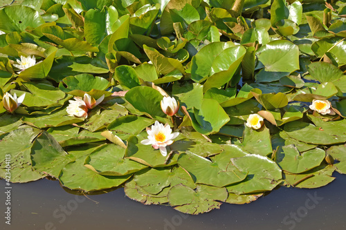 Flowering white jugs (Nymphaea L.) on water
