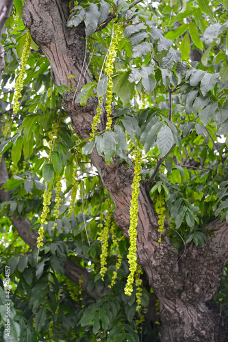 Lapina ash with green nozzles (Pterocarya fraxinifolia) photo