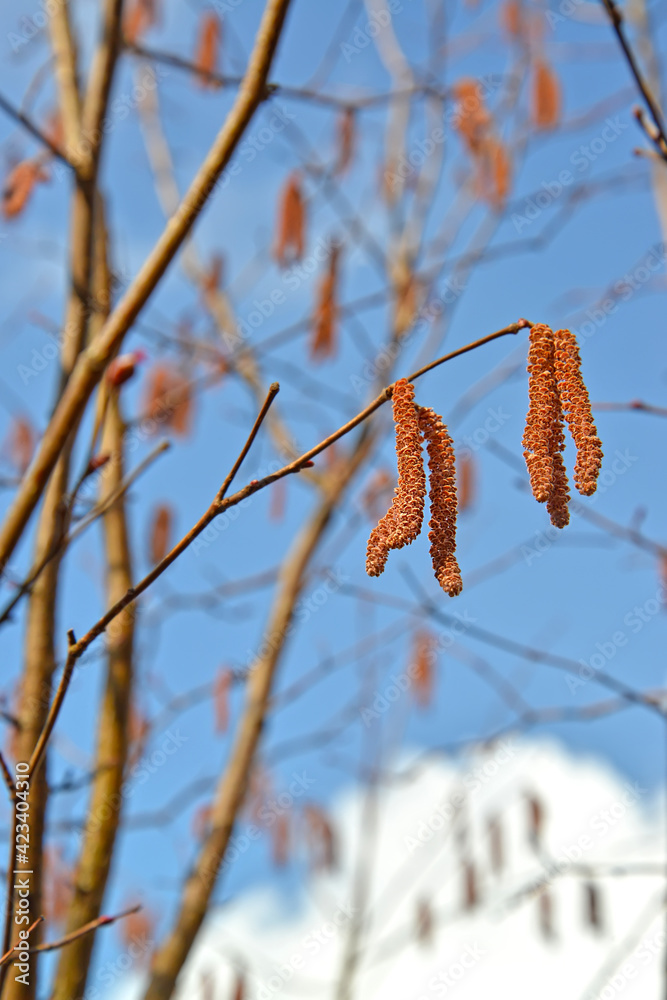 Common hazelnut (hazelnut), purple form (Corylus avellana (L.) H. Karst. Purpurea). Earrings against the sky Common hazelnut (hazelnut), purple form (Corylus avellana (L.) H. Karst. Purpurea). Earrings against the sky