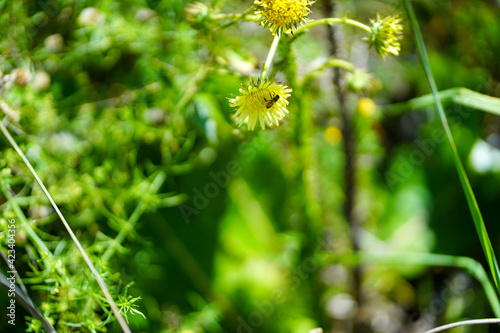 Yellow Flowers