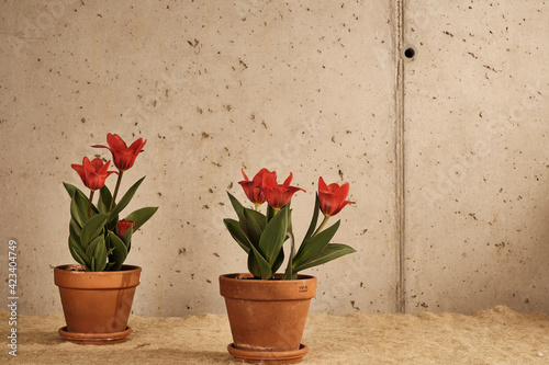 Fototapeta Naklejka Na Ścianę i Meble -  Vasi di tulipani
