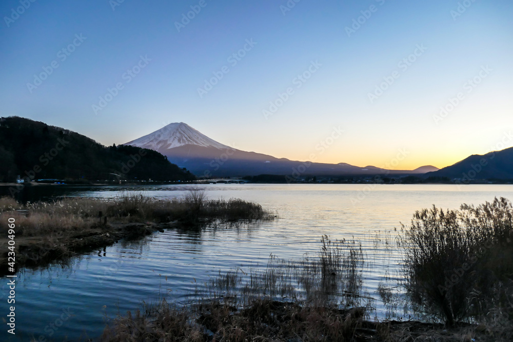 A view on Mt Fuji from the side of Kawaguchiko Lake, Japan. Soft colors of sunset - golden hour. Top of the volcano covered with a snow layer. Serenity and calmness. The lake's side is reed beds.