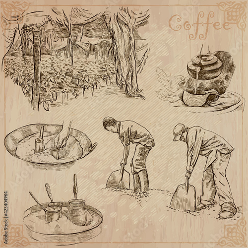 Coffee harvesting and processing. Agriculture. An hand drawn vector illustration.