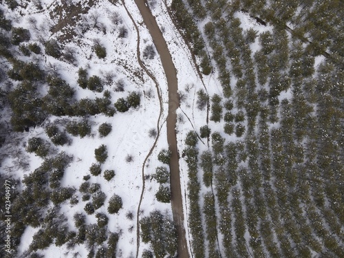 Aerial photo of a snowy forest with pine trees in winters