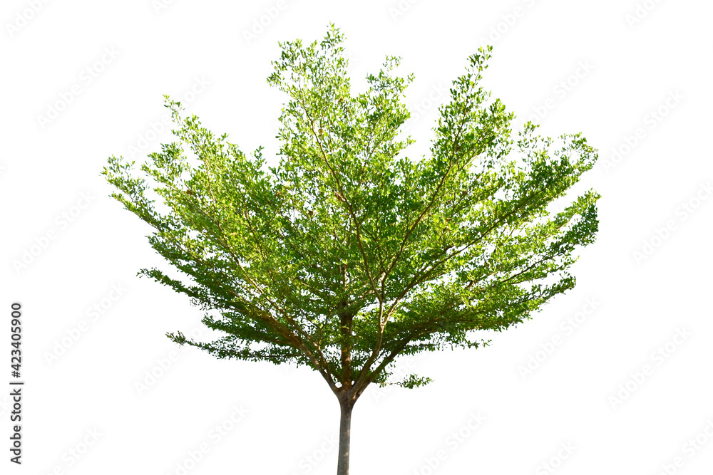 Fototapeta premium Tree isolated on white background high resolution for graphic decoration, suitable for both web and print media