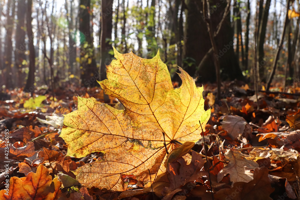 Fallen maple leaf in backlight Fallen maple leaf in backlight