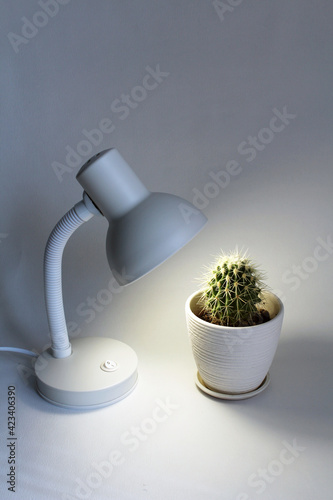 Белая настольная лампа освещает кактус в белом горшке