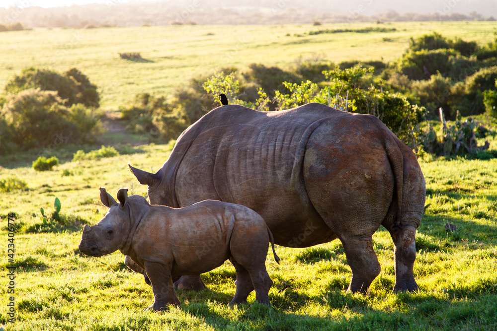 Mother White Rhino protecting her baby Mother White Rhino protecting her baby