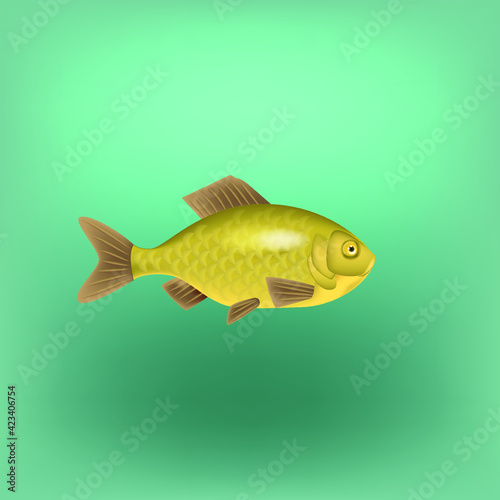 Realistic vector illustration of crucian carp