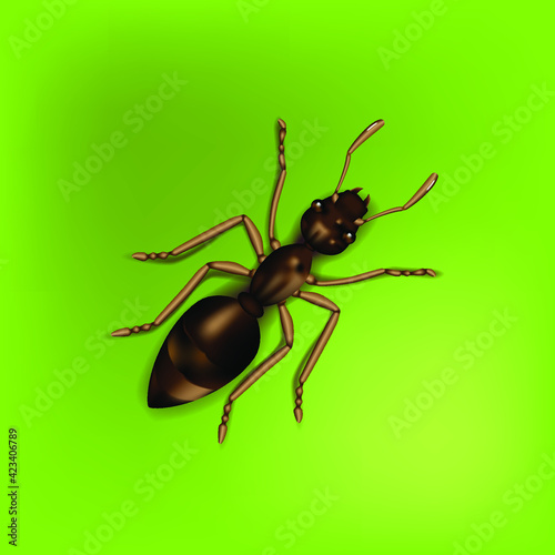 Realistic vector illustration of an ant © feruza85