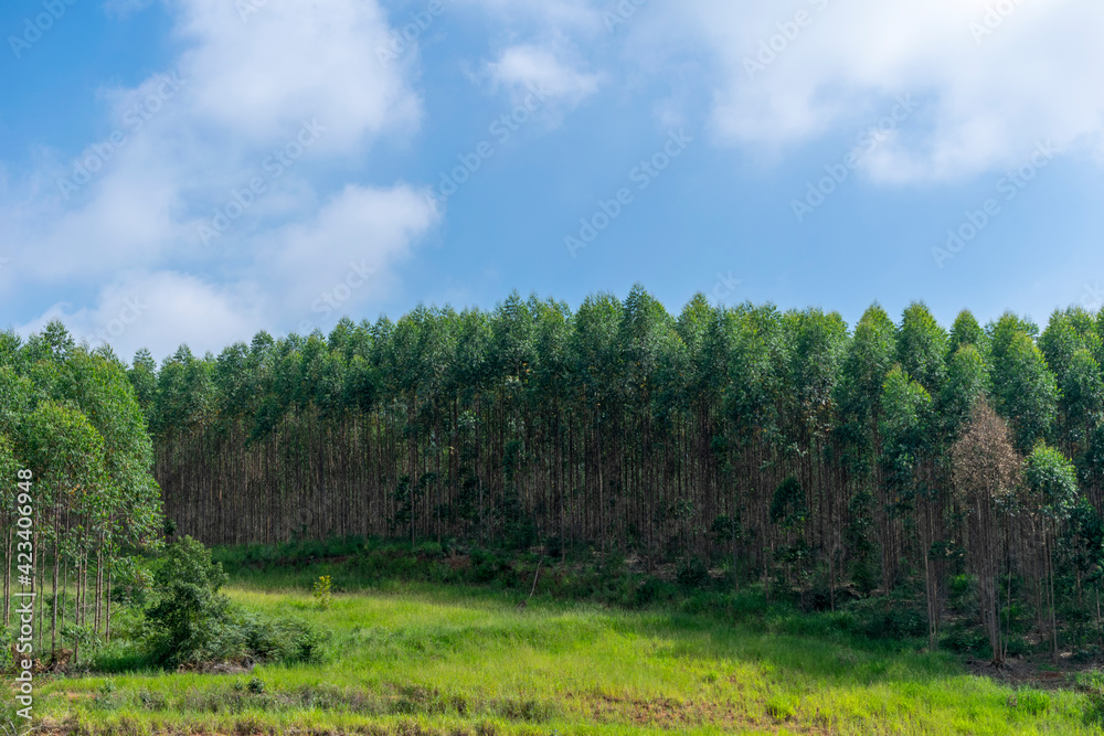landscape of eucalyptus plantation and blue sky and clouds
