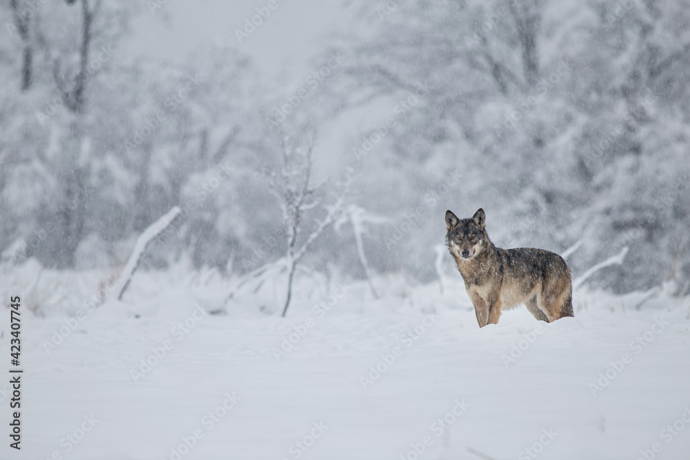 Obraz premium Wolves in winter weather.
