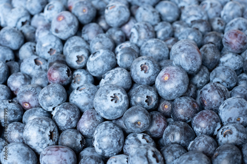 Box full of perfect fresh blueberries. Full frame background. Large cultivated blueberries.