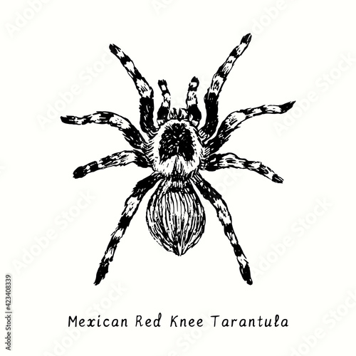 Mexican redknee tarantula (Brachypelma hamorii). Ink black and white doodle drawing in woodcut style. 