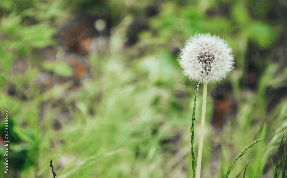 White fluffy dandelion in the woods among the green grass. Land Protection Day, Easter, Spring. Banner. A place for text. Close up White fluffy dandelion in the woods among the green grass. Land Protection Day, Easter, Spring. Banner. A place for text. Close up