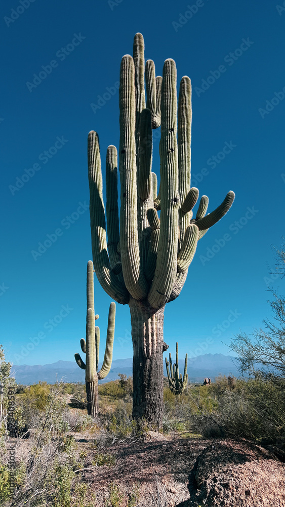 Large Saguaro against ultra Blue sky