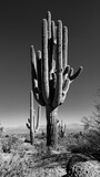 Large Saguaro Cactus